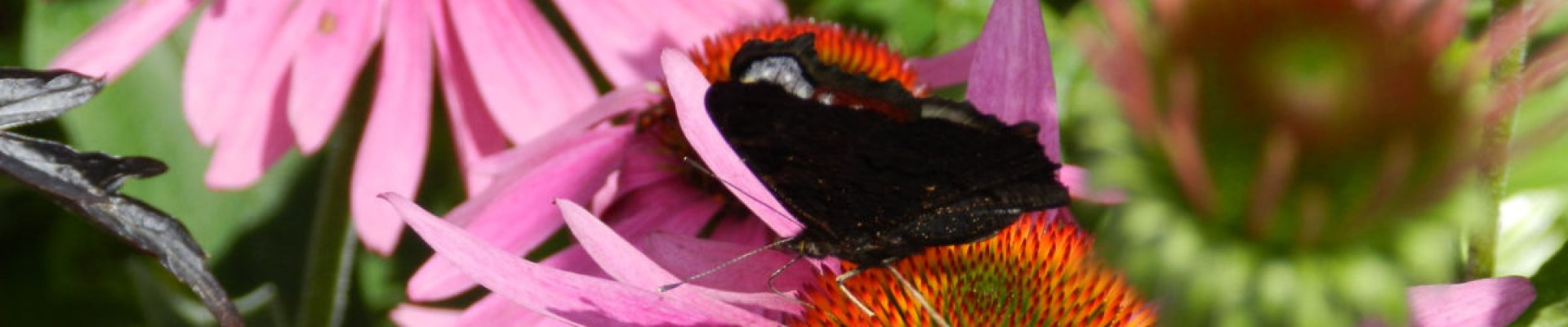 Ogród dla motyli